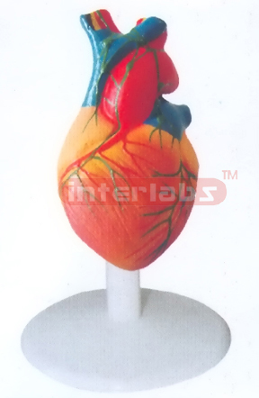 NATURAL ADULT HEART MODEL W/LYMPHIC